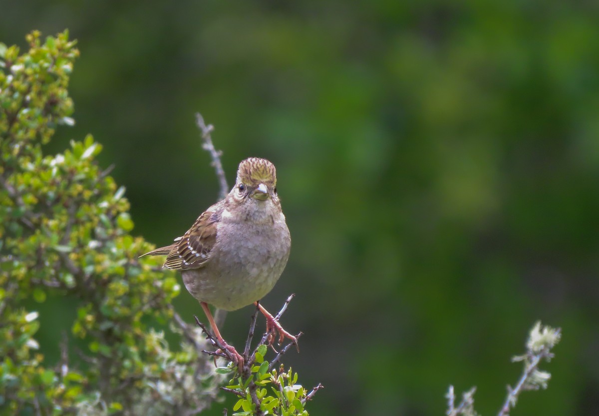 Golden-crowned Sparrow - ML543384781