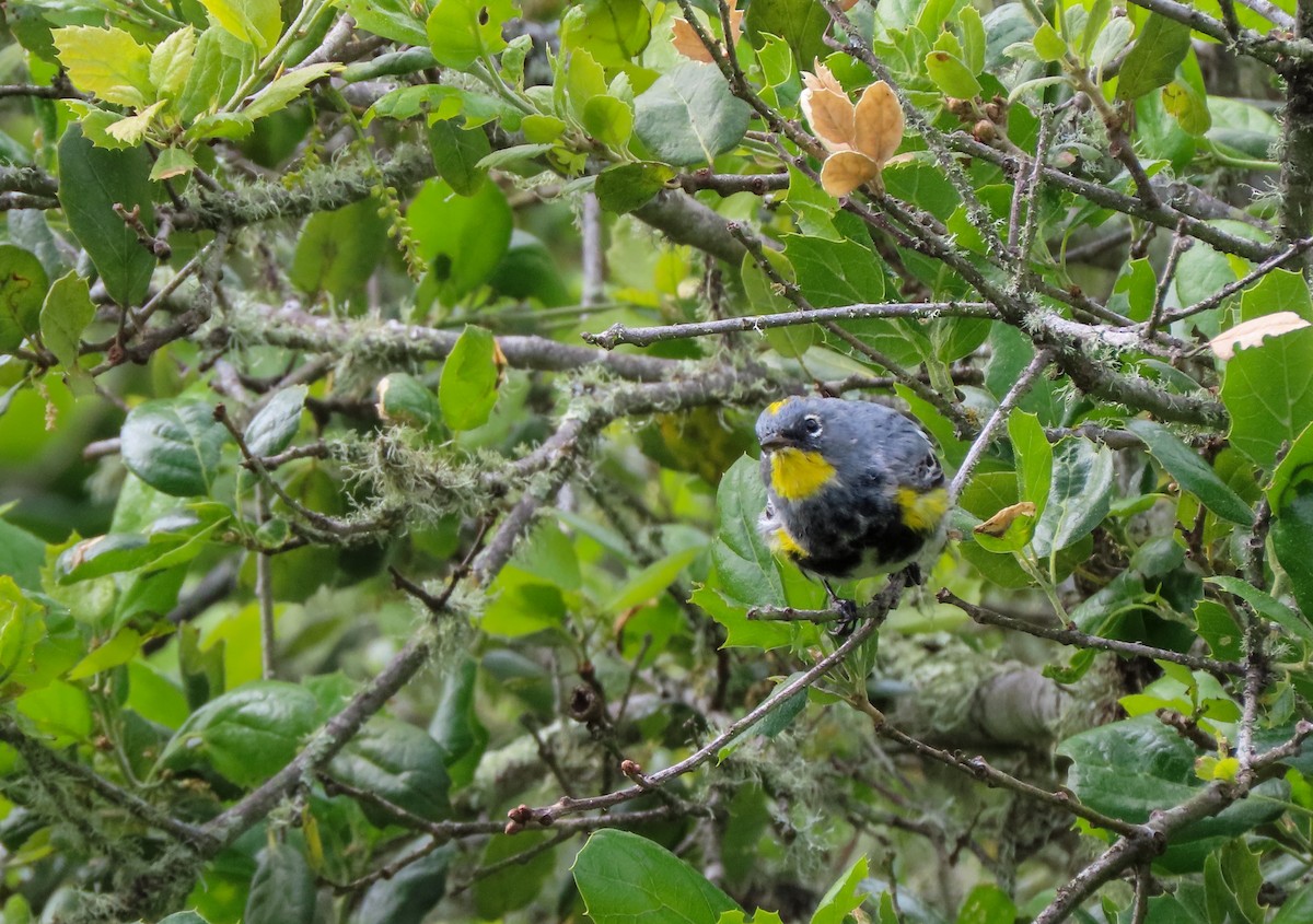 Yellow-rumped Warbler - ML543384961