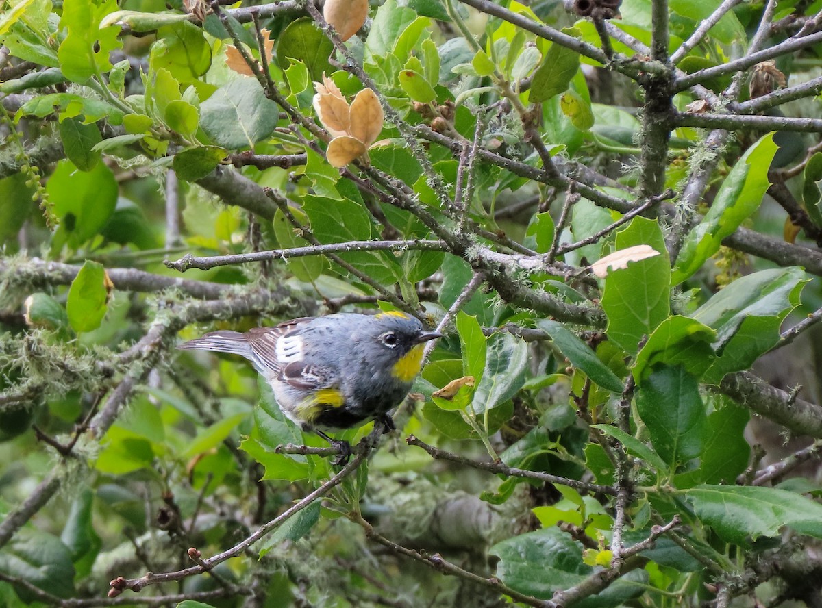 Yellow-rumped Warbler - ML543384971
