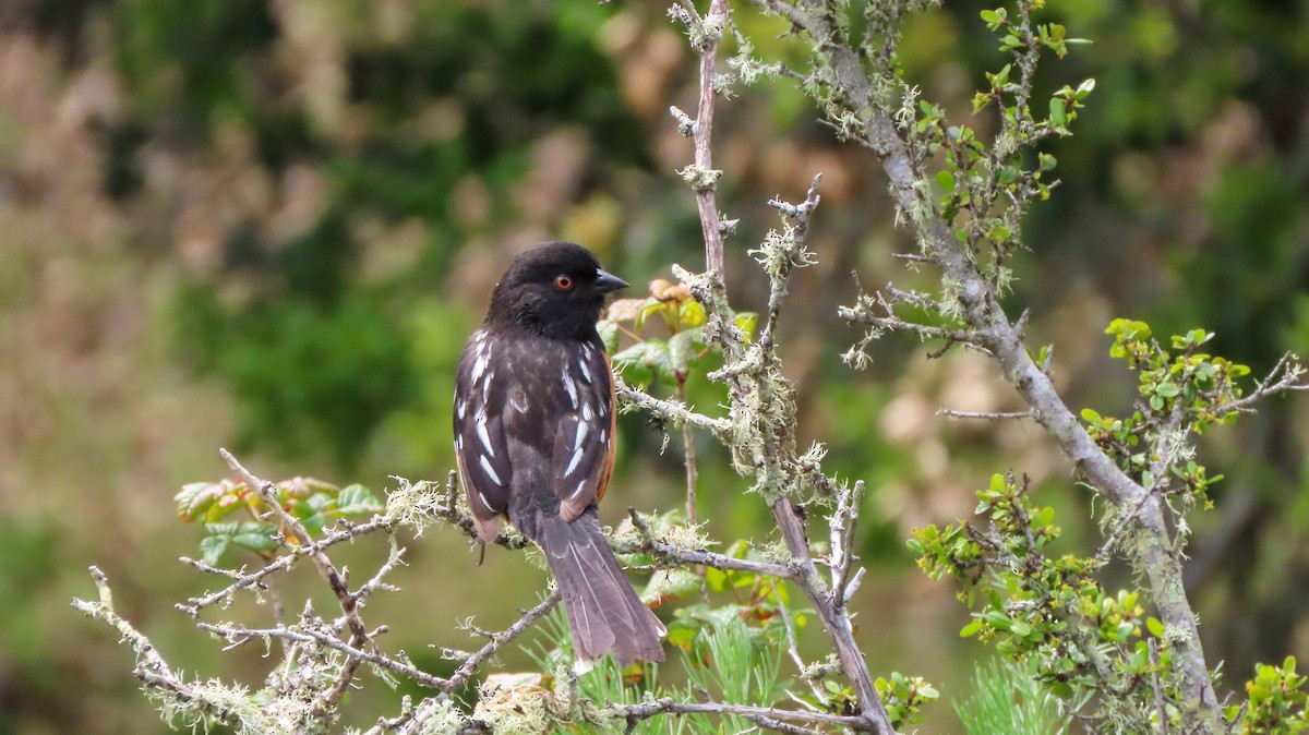 Spotted Towhee - ML543385101
