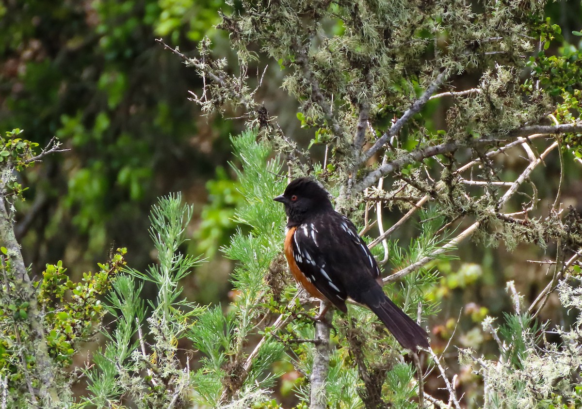 ホシワキアカトウヒチョウ - ML543385131