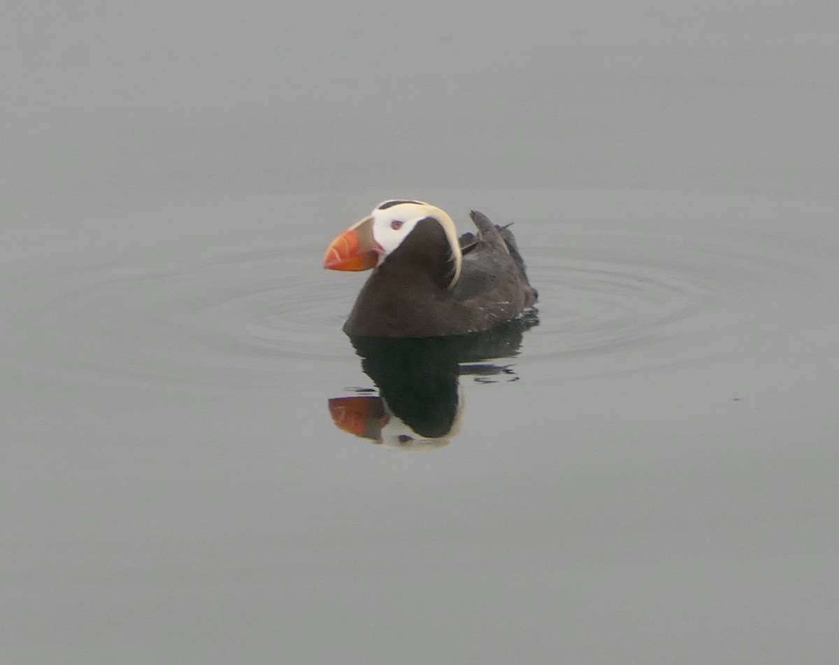 Tufted Puffin - ML543385701