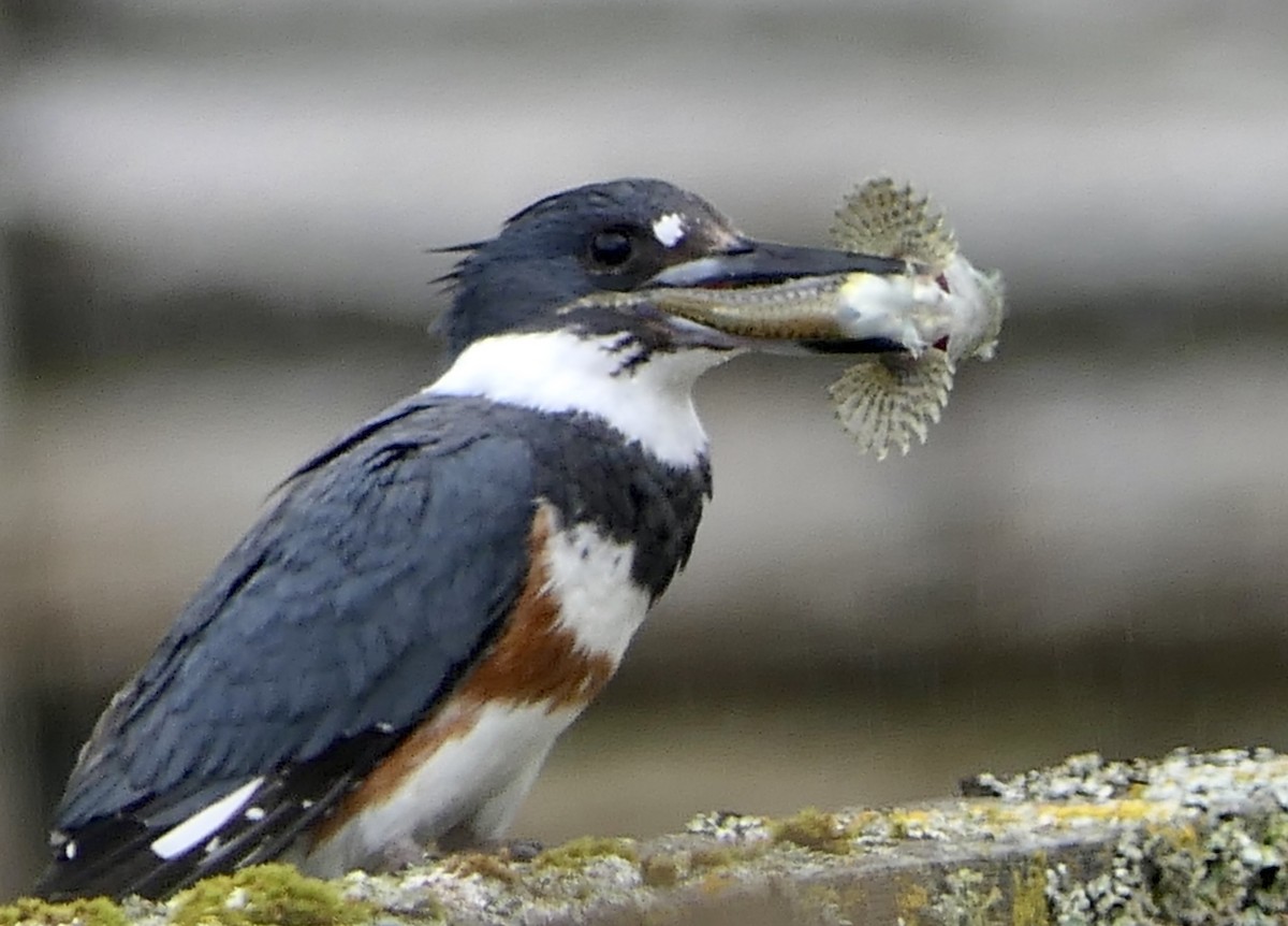 Belted Kingfisher - ML543386601