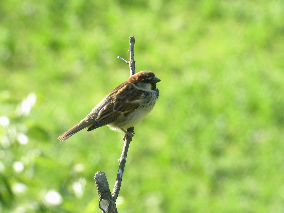 Italian Sparrow - ML543387871