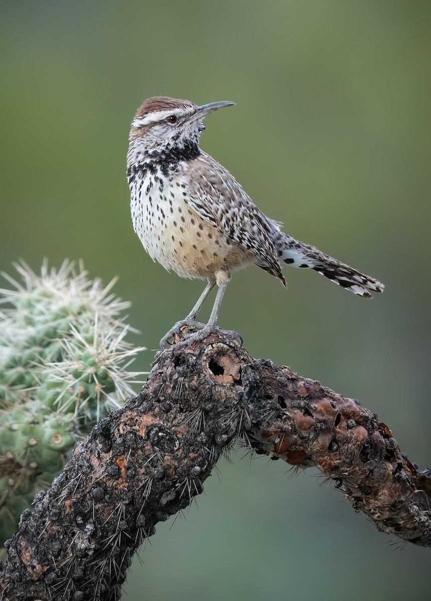 Cactus Wren - ML543388651