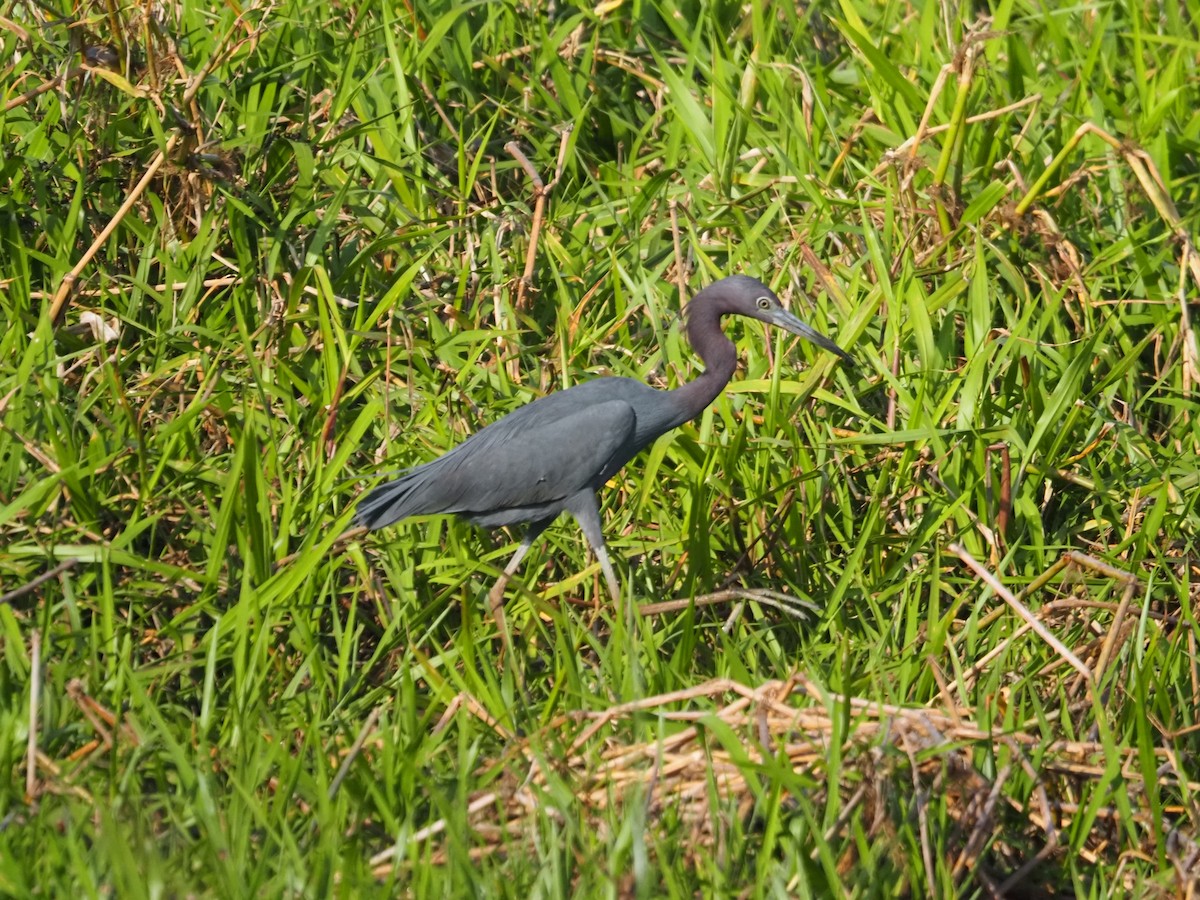 Little Blue Heron - ML543389291