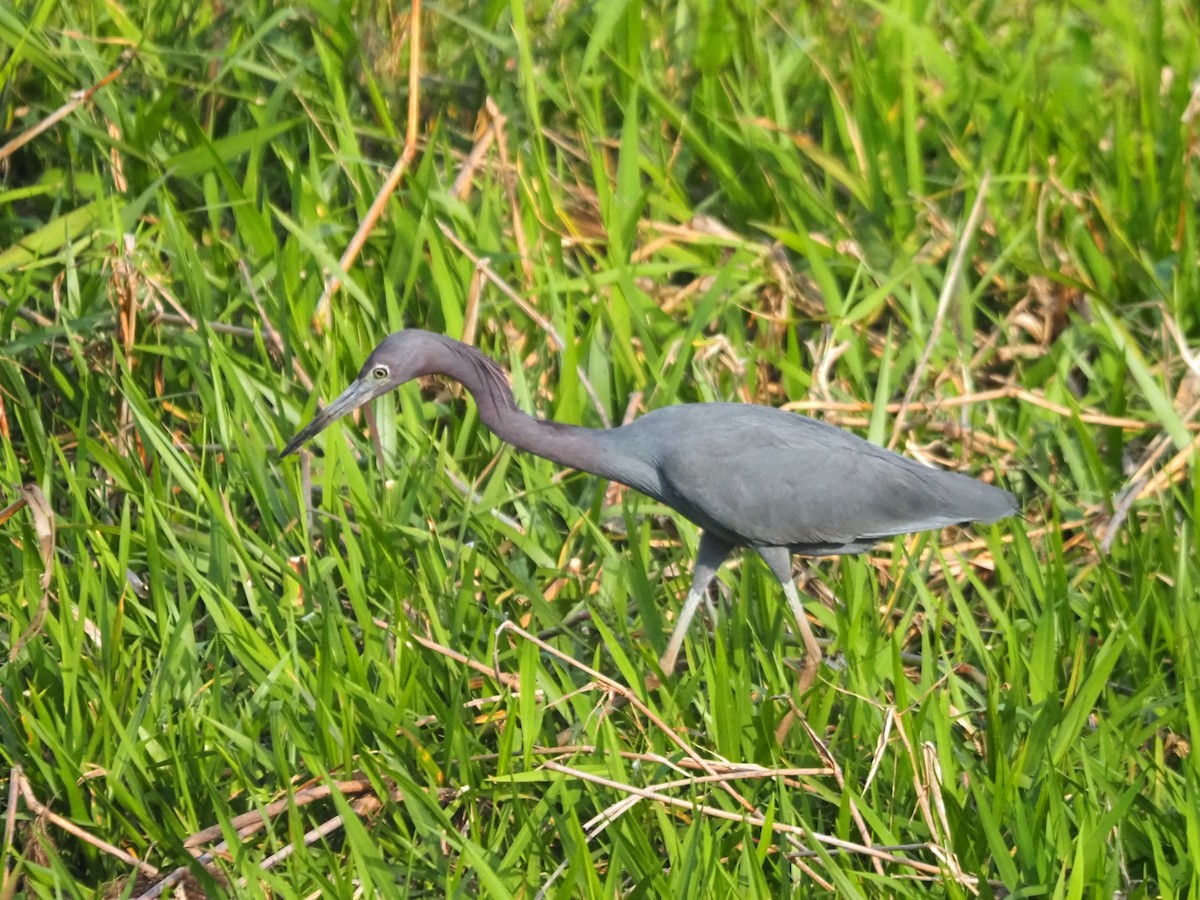 Little Blue Heron - ML543389381