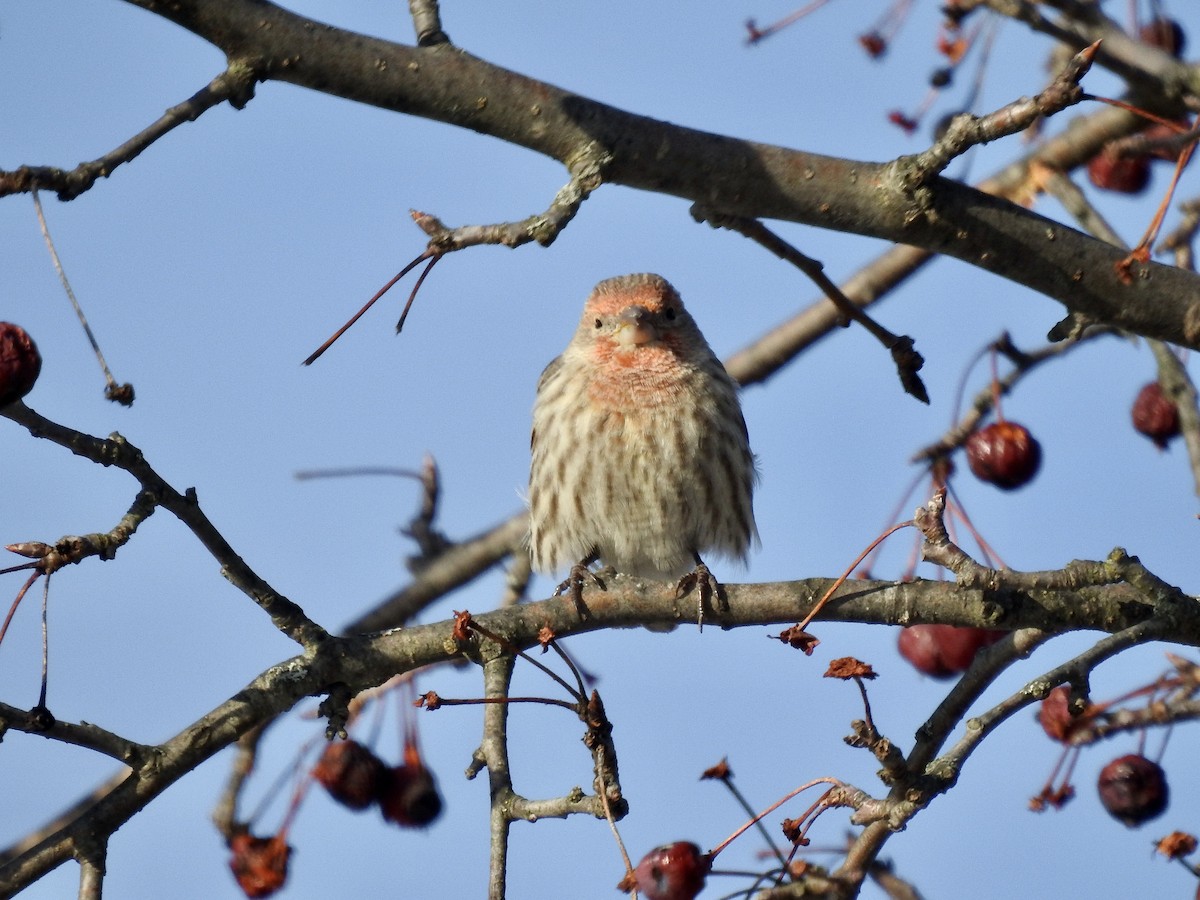 House Finch - Laurie  Keefe