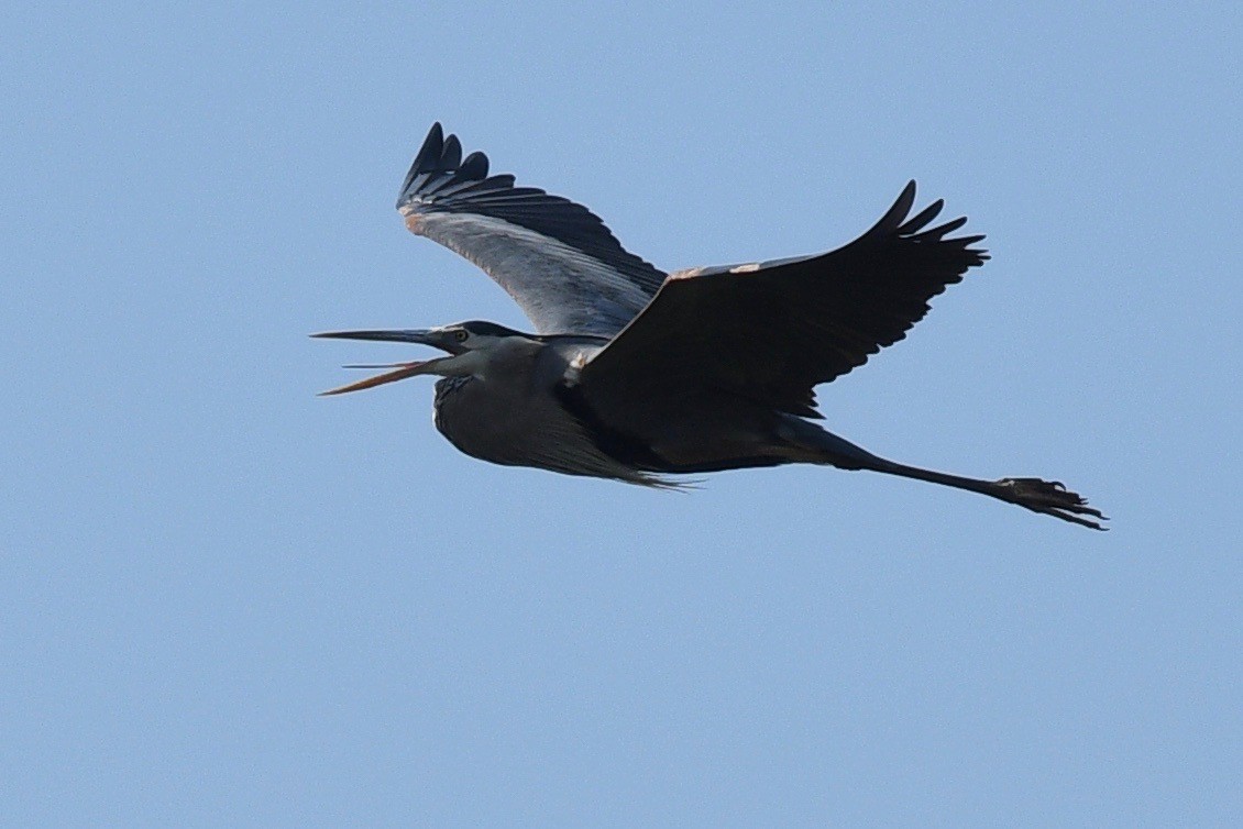 Great Blue Heron - ML543389481