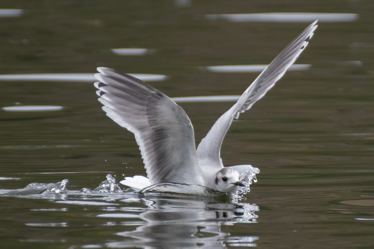 Little Gull - ML543389821