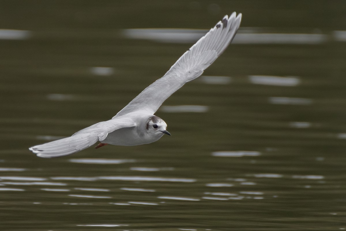 Little Gull - ML543389831