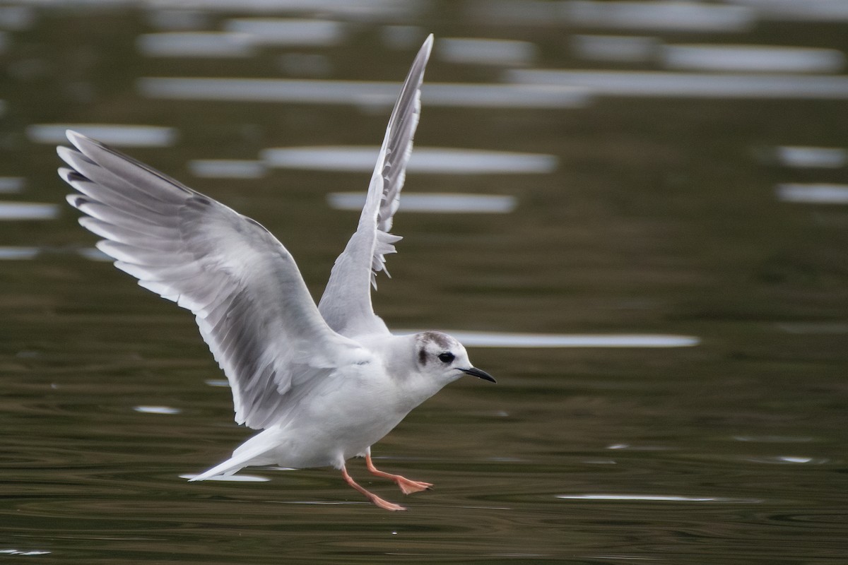Little Gull - ML543389841