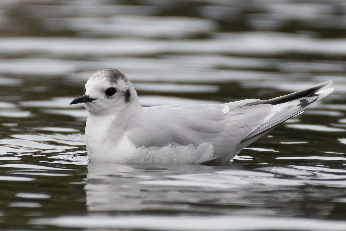 Little Gull - ML543389851