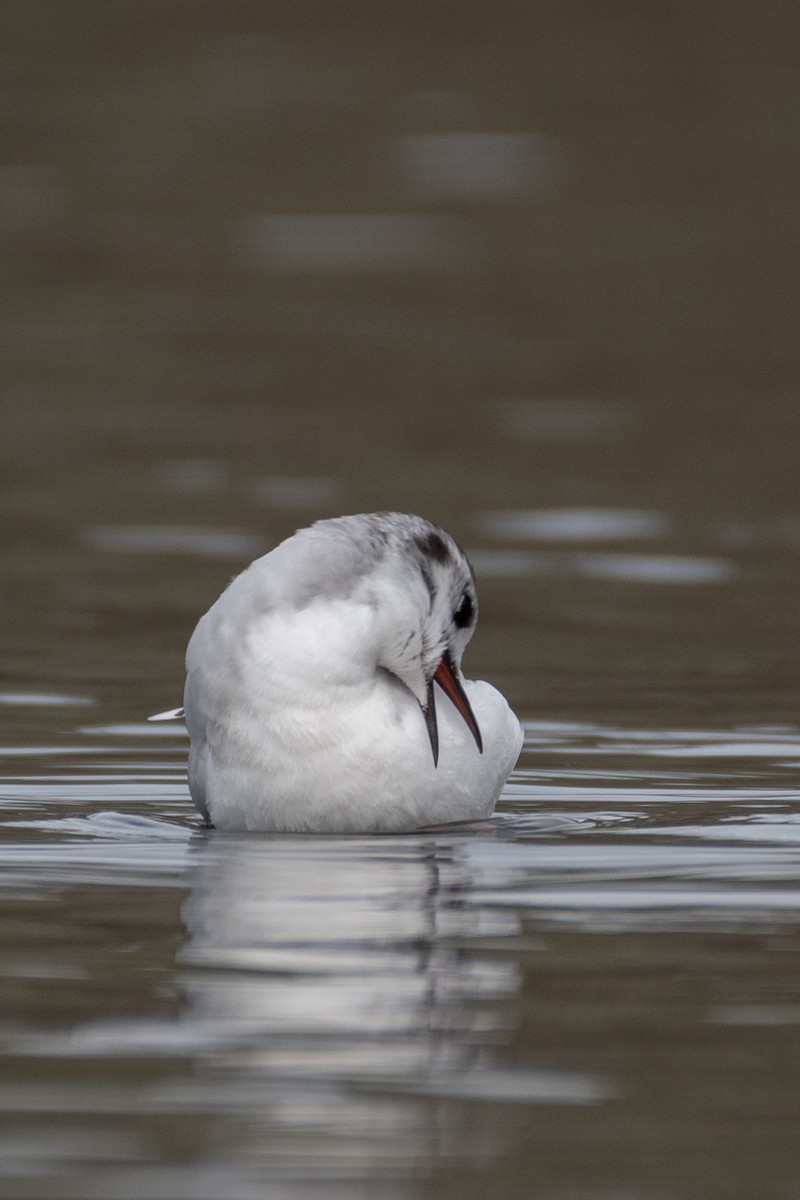 Little Gull - ML543389861