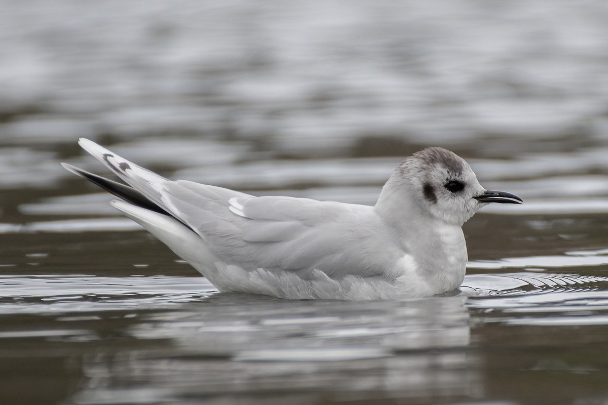 Little Gull - ML543389871