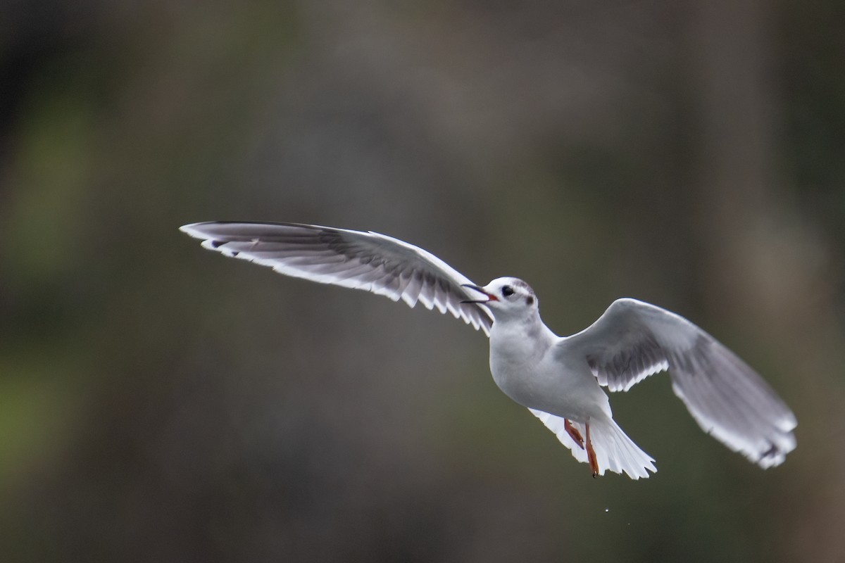 Little Gull - ML543389881