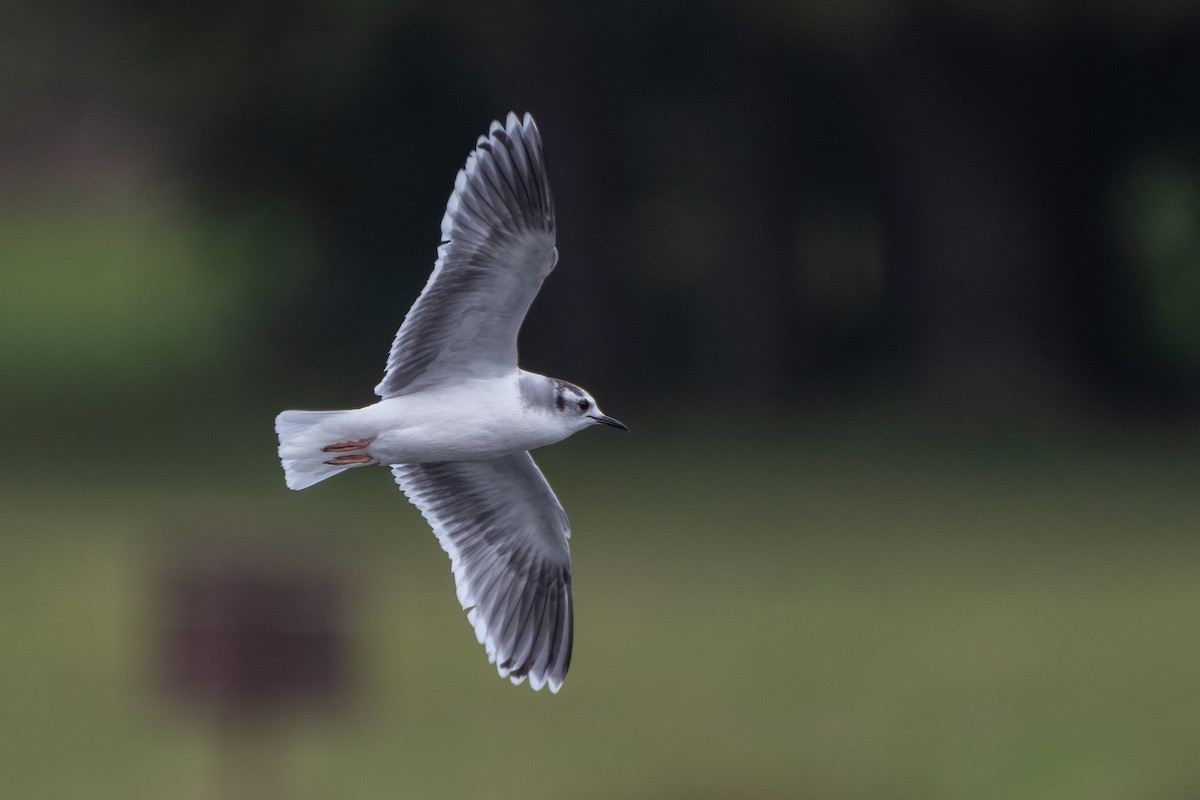 Little Gull - ML543389931