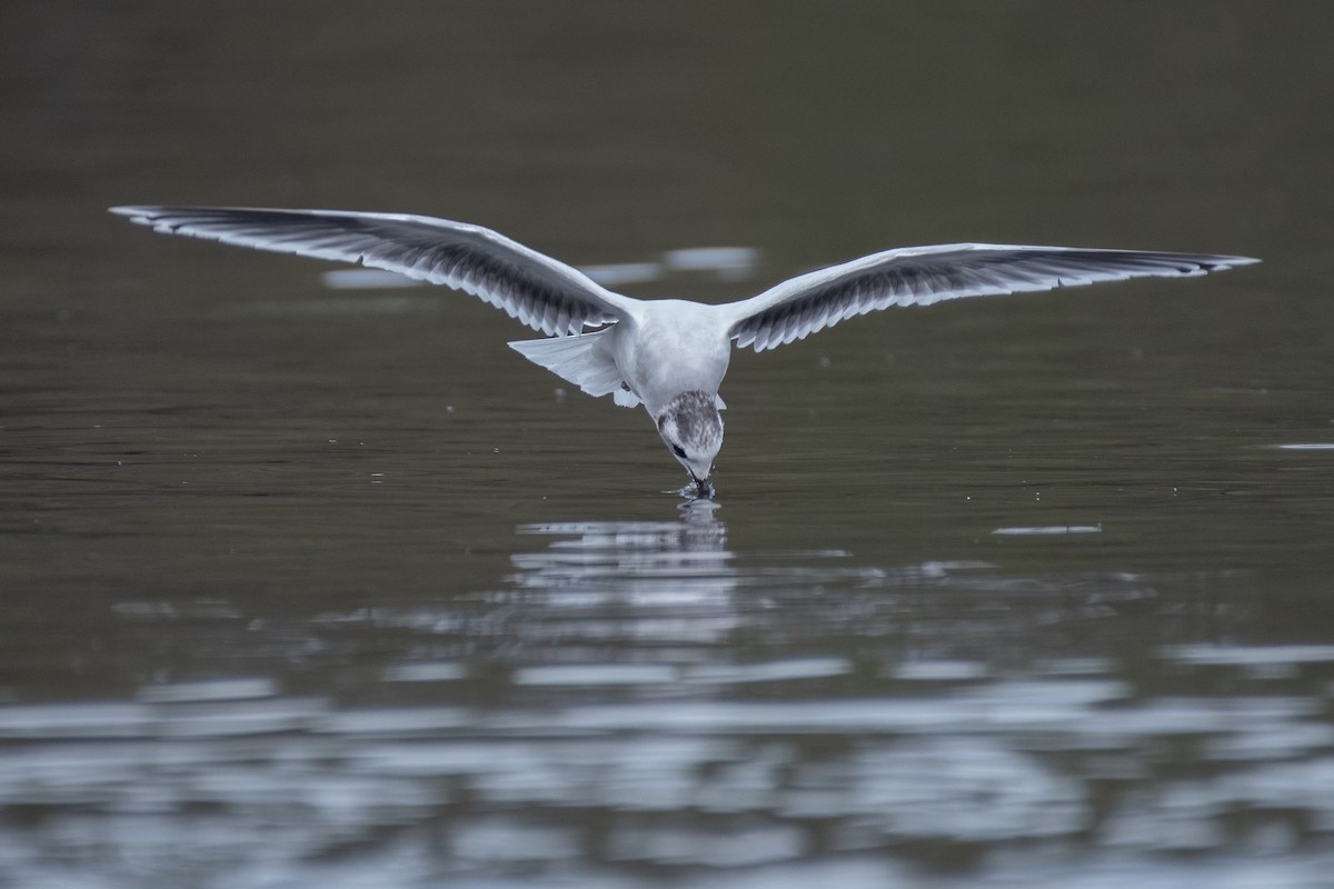 Little Gull - ML543389941