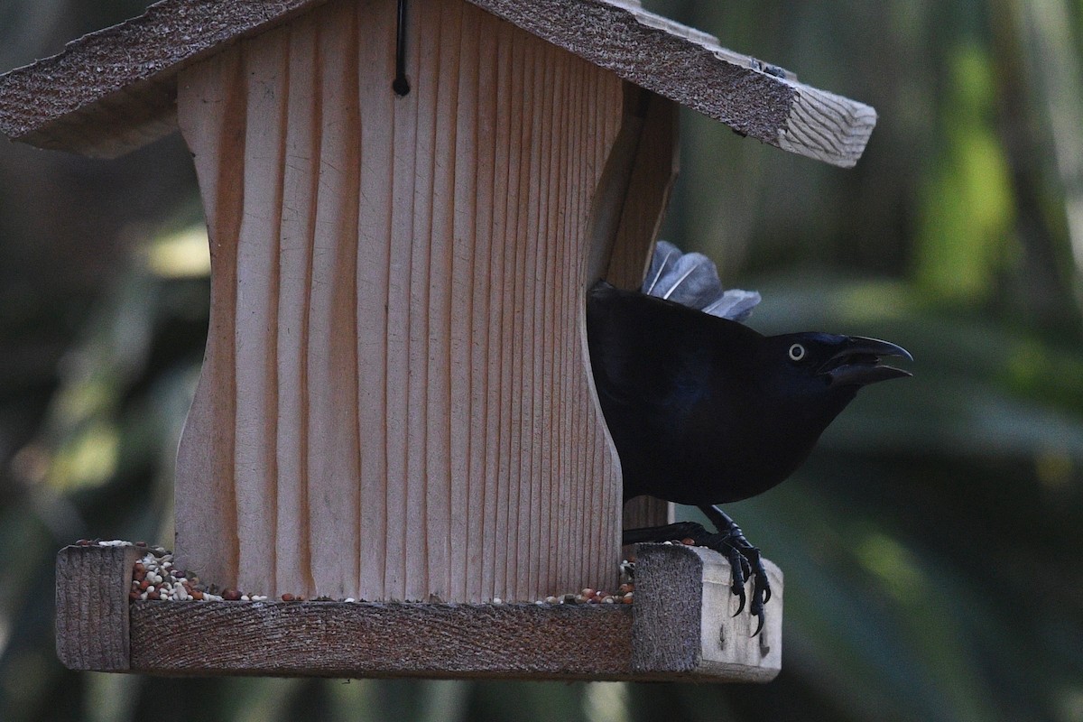 Common Grackle - ML543390261