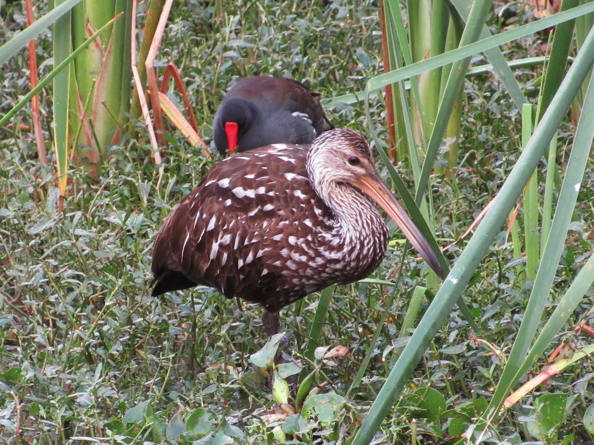 Limpkin - ML543390311