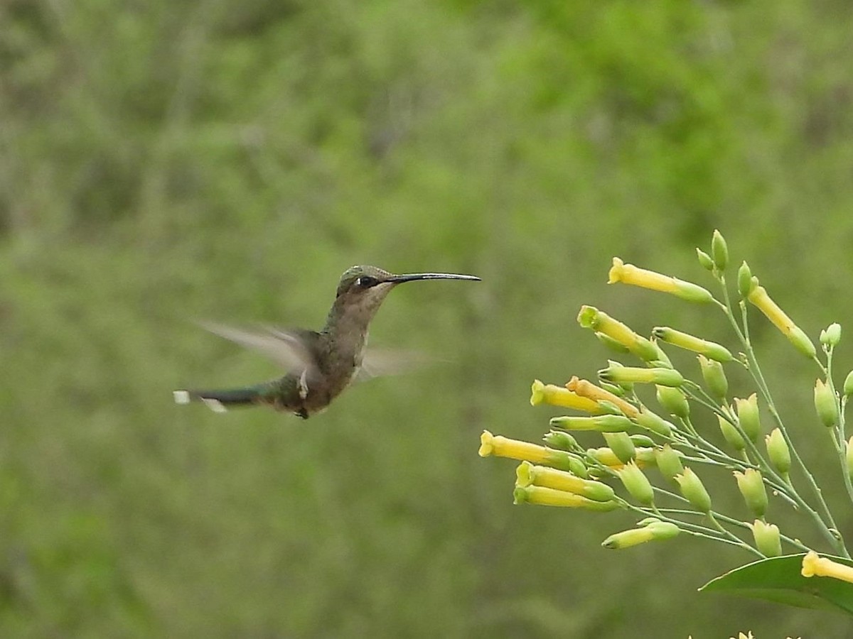 Blue-tufted Starthroat - ML543392091