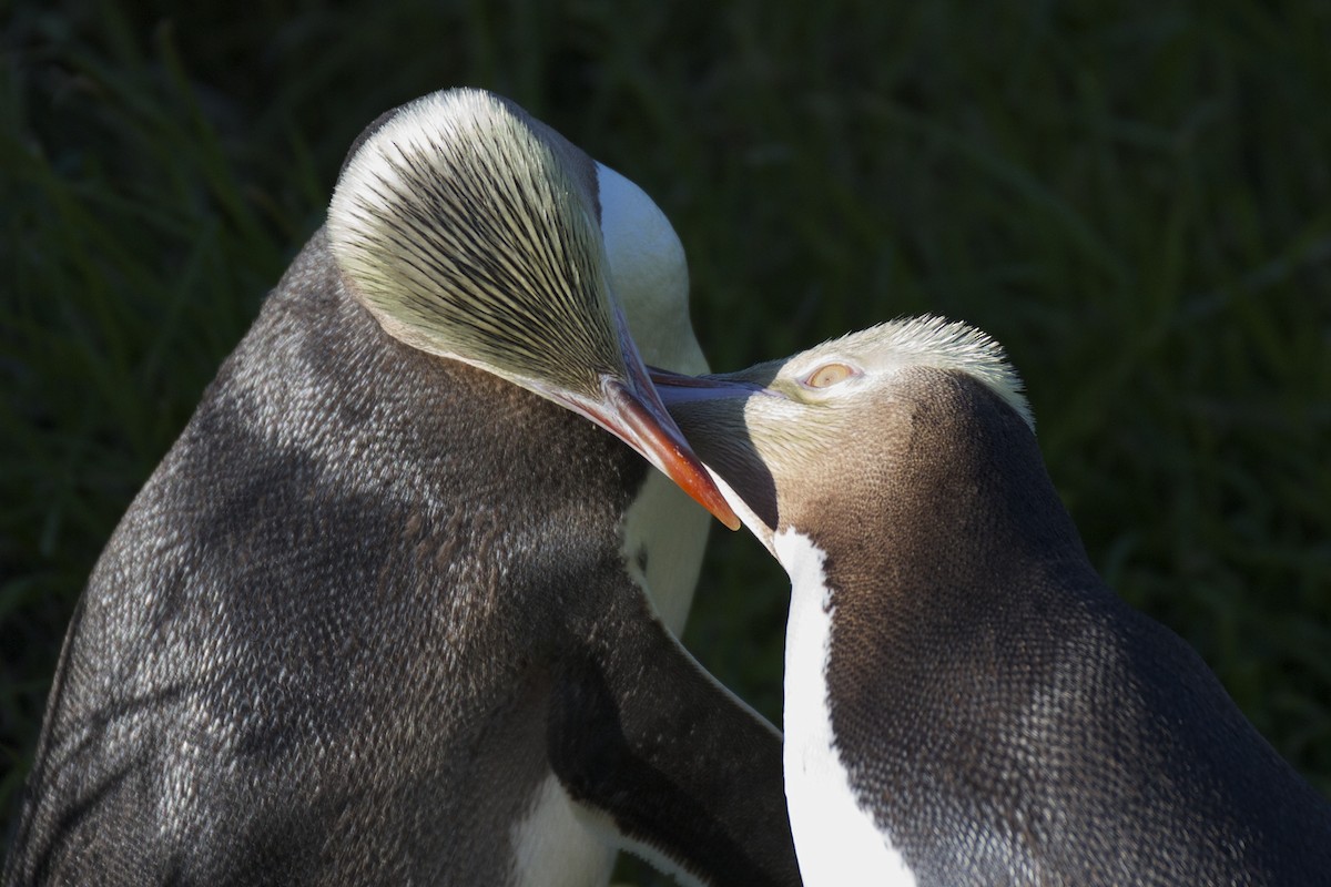 Pingüino Ojigualdo - ML54339381