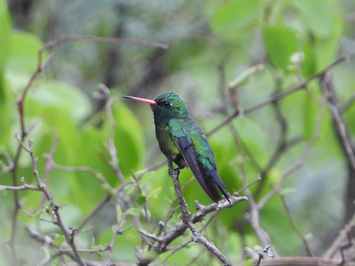 Glittering-bellied Emerald - ML543395091