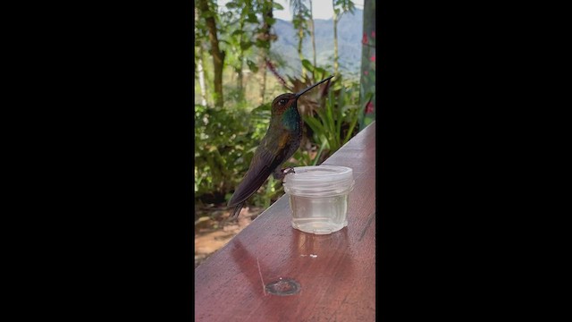 Colibri de Bouguer - ML543395311