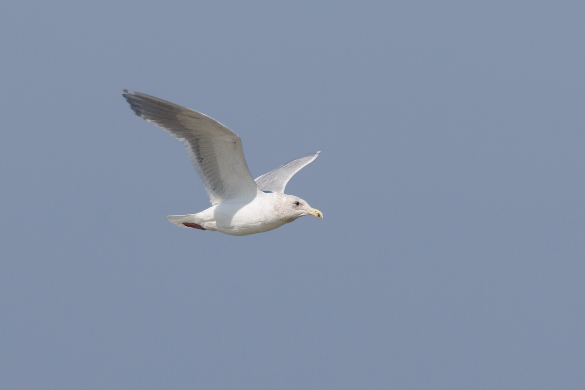 Glaucous-winged Gull - ML543395521