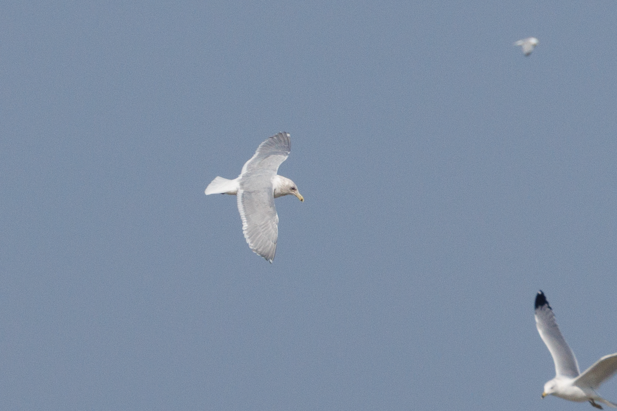 Glaucous-winged Gull - Chris Caprette