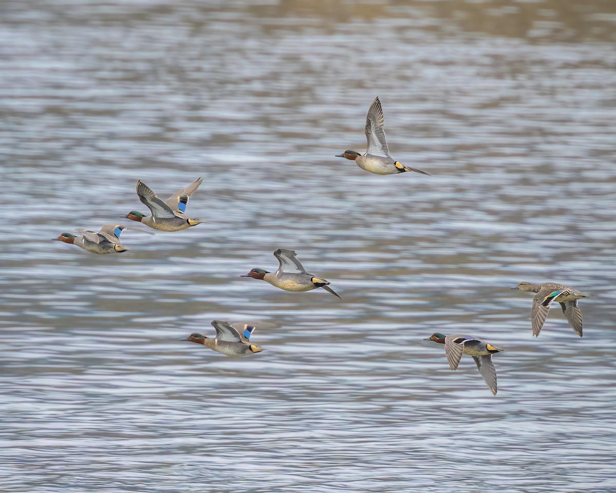 Green-winged Teal - ML543396001