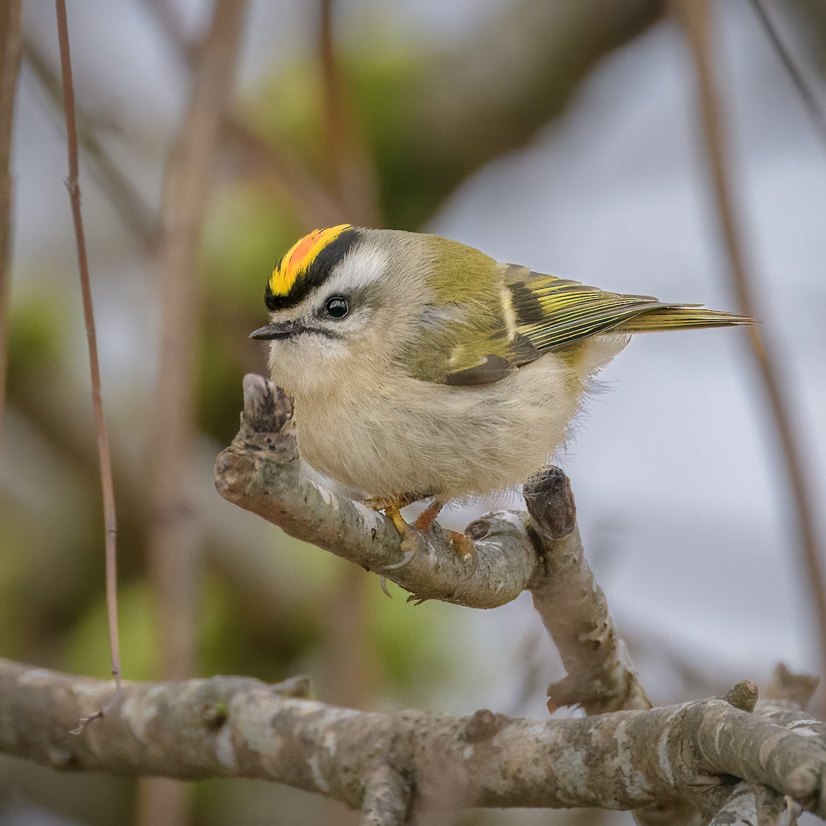 Roitelet à couronne dorée - ML543396311