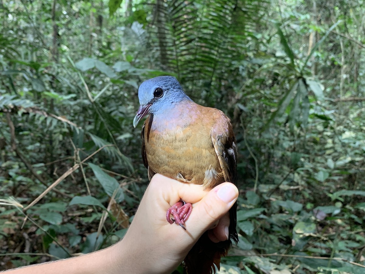 Blue-headed Wood-Dove - ML543396701