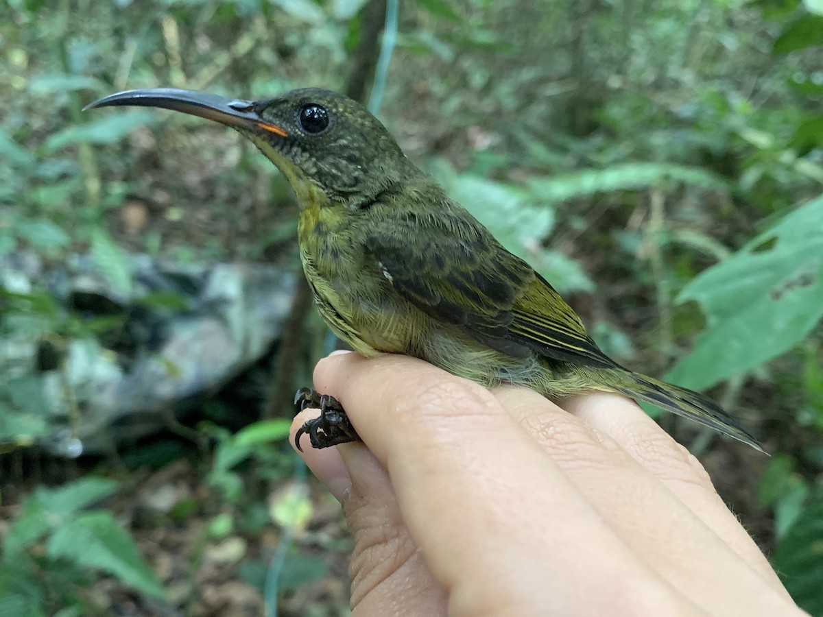 Olive Sunbird - ML543396741