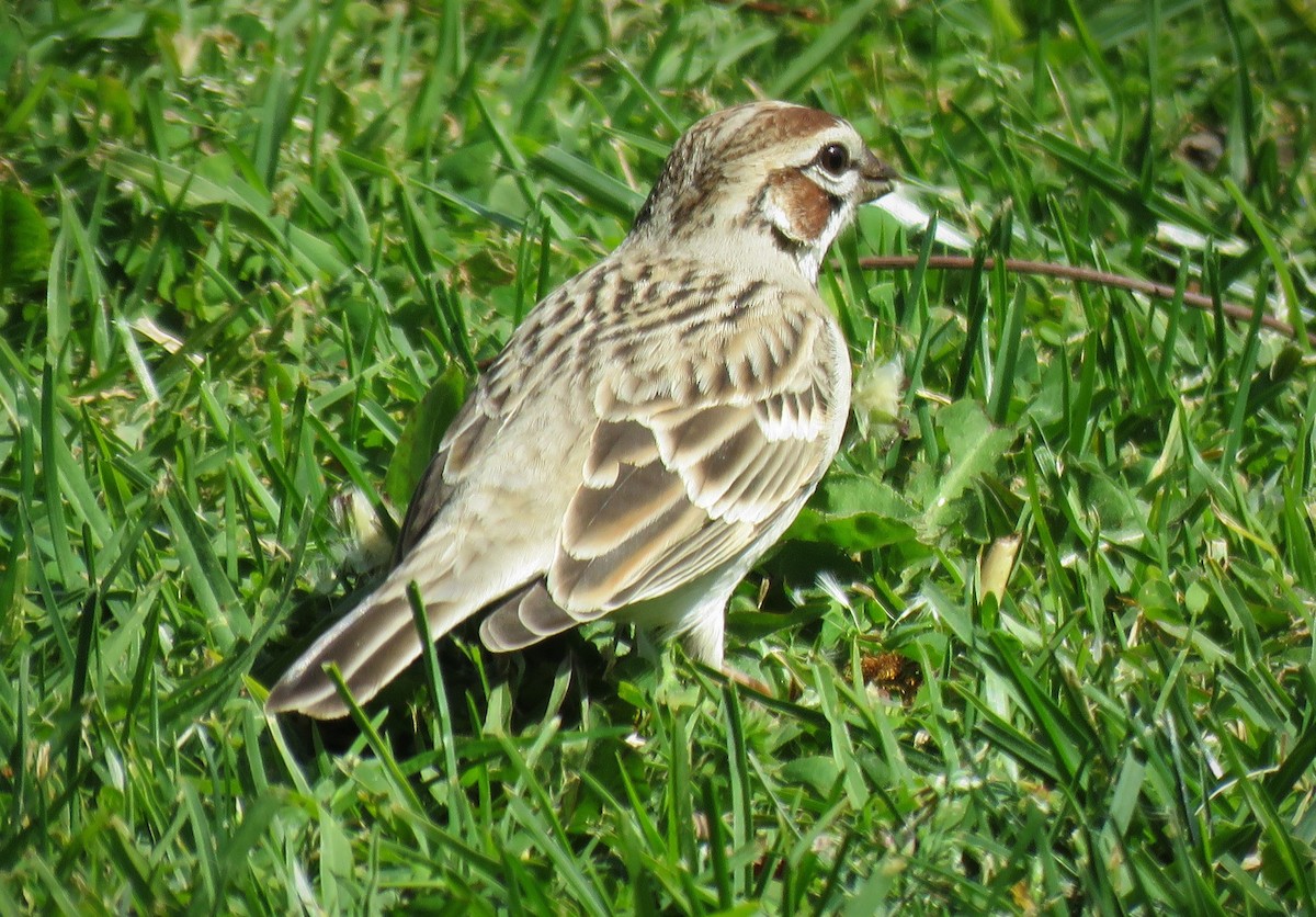 Lark Sparrow - ML543397141