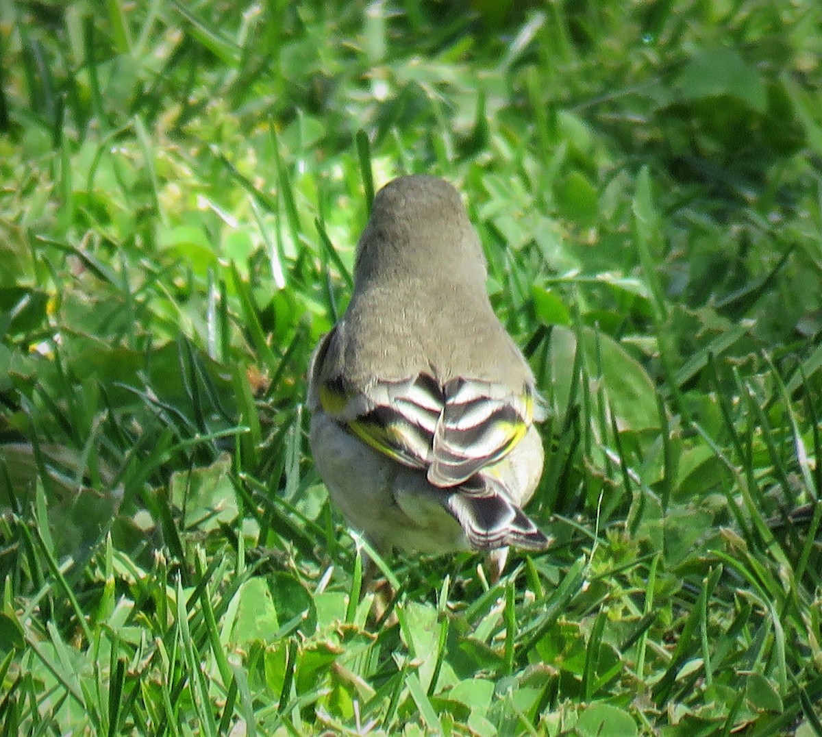 Lawrence's Goldfinch - ML543397251