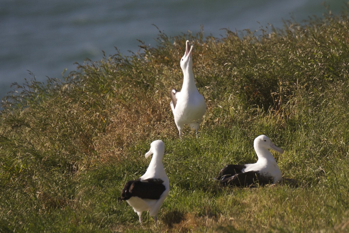 Albatros Real del Norte - ML54339781