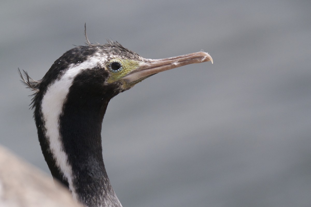 Cormorán Moteado - ML54339881