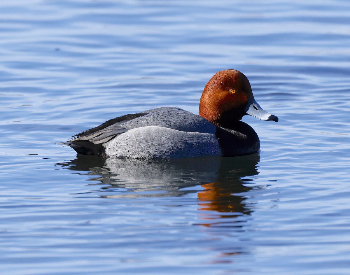 Redhead - Scott Sneed