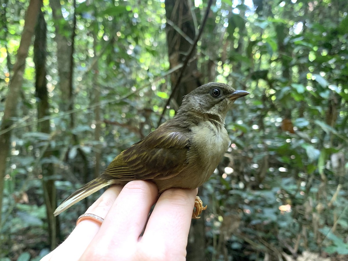 Zenker's Honeyguide - ML543399841