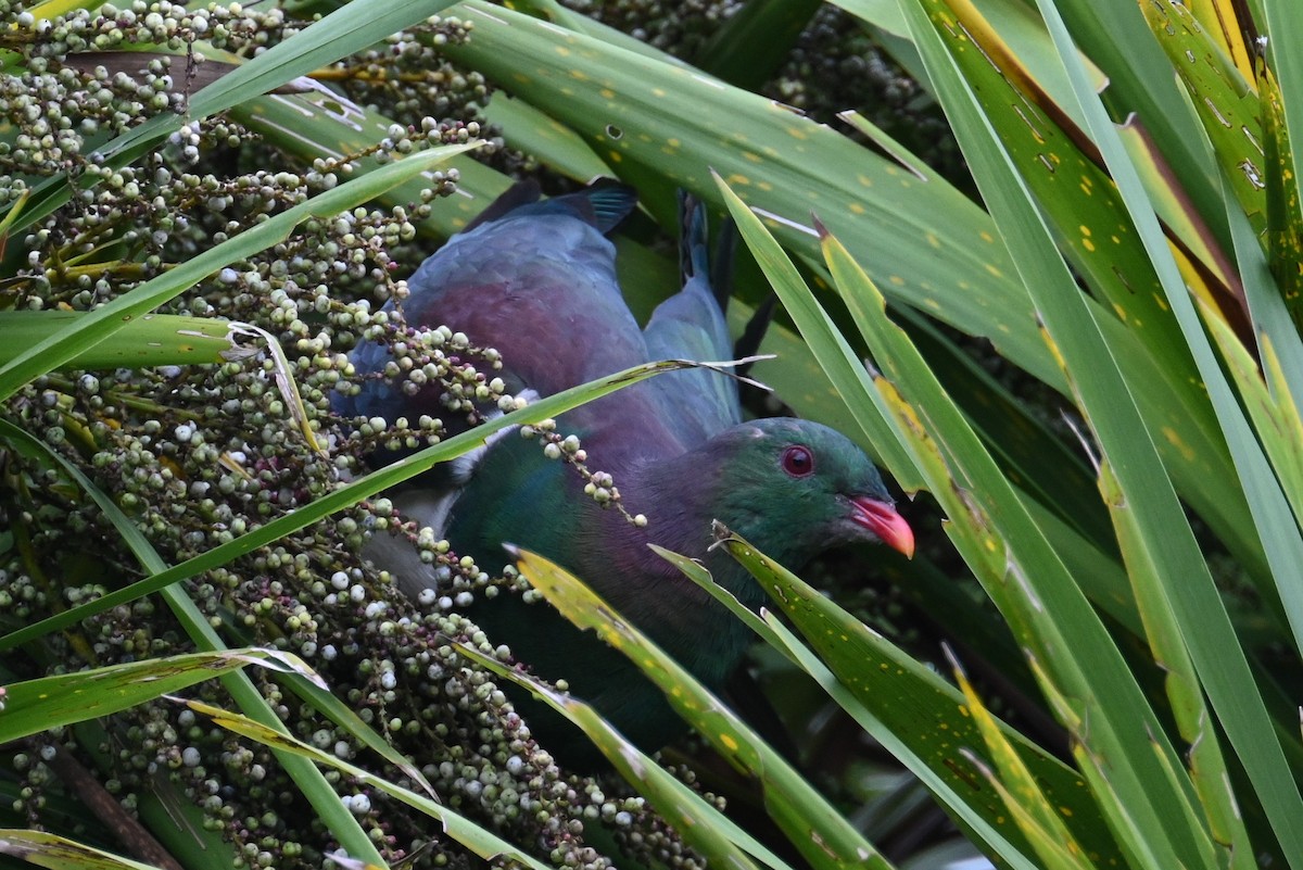 New Zealand Pigeon - ML543400321