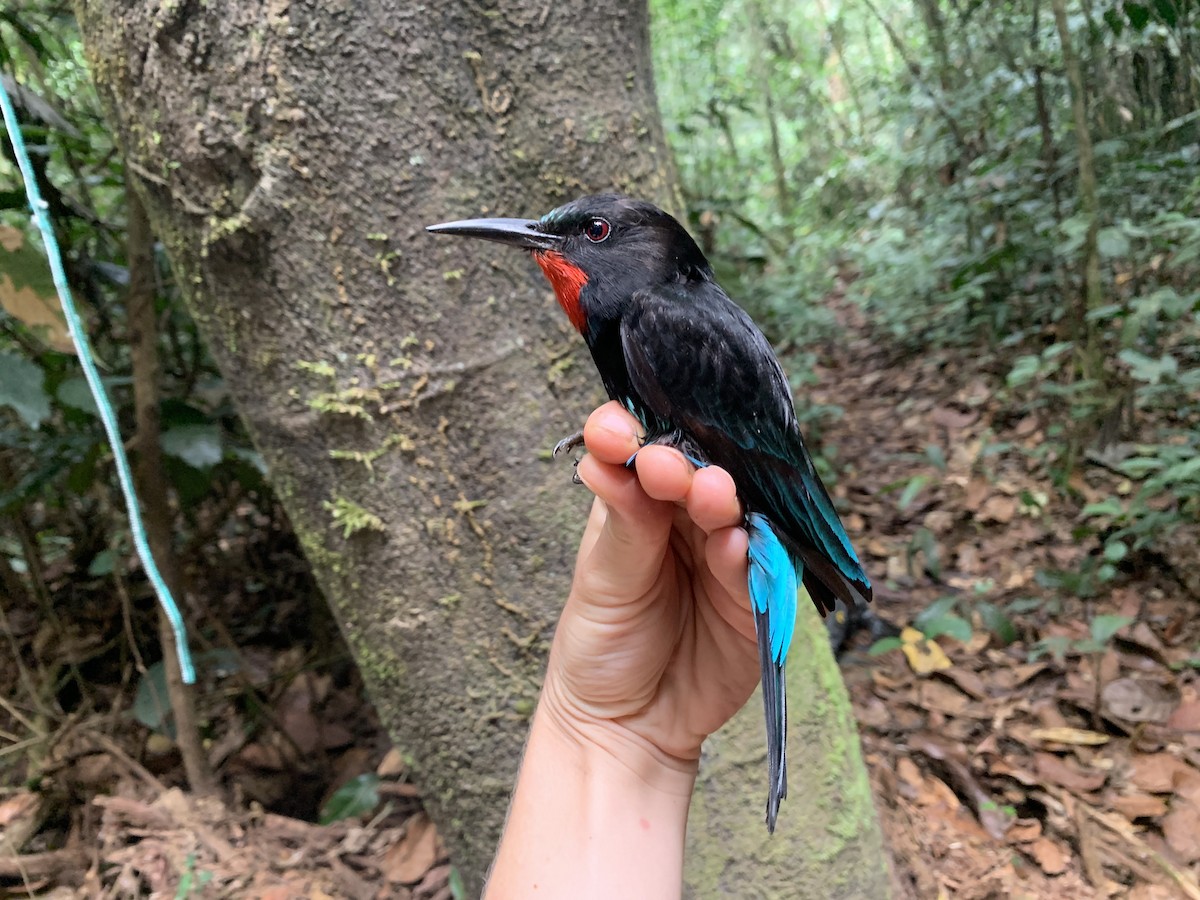 Black Bee-eater - ML543400431