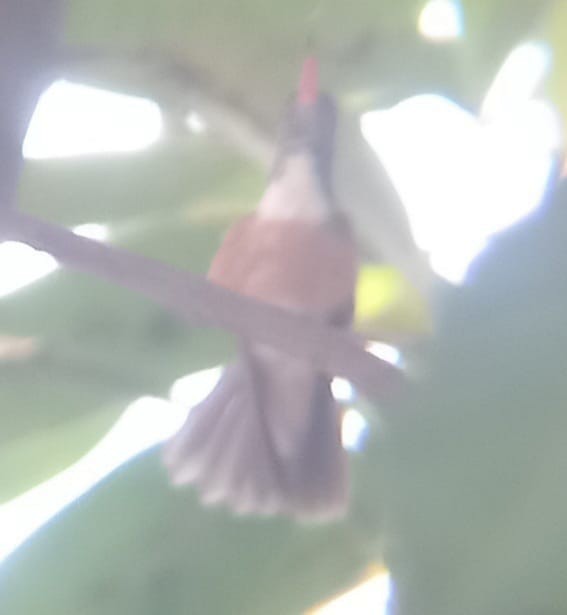 Amazilia Hummingbird - ML543400621