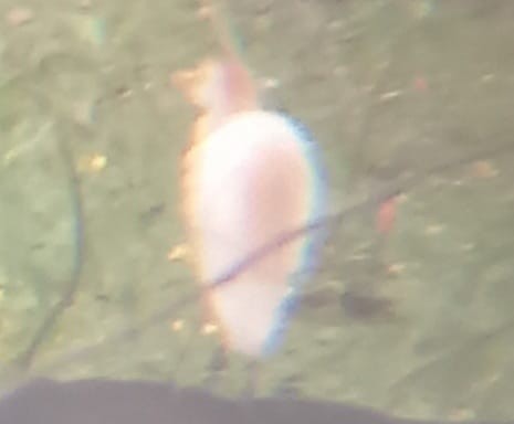 Western Cattle-Egret - ML543400831