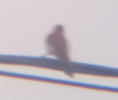 Scarlet-backed Woodpecker - ML543400891