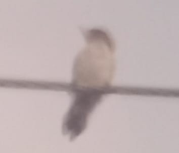 Scarlet-backed Woodpecker - ML543400901