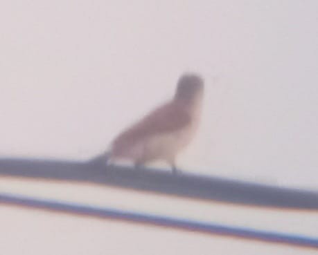 Scarlet-backed Woodpecker - ML543400911