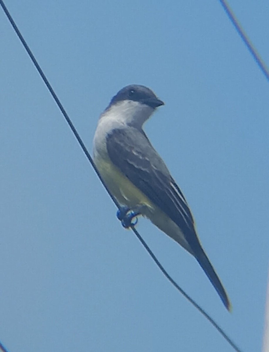 Snowy-throated Kingbird - ML543400961