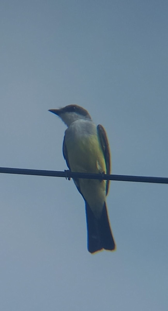 Snowy-throated Kingbird - ML543400971