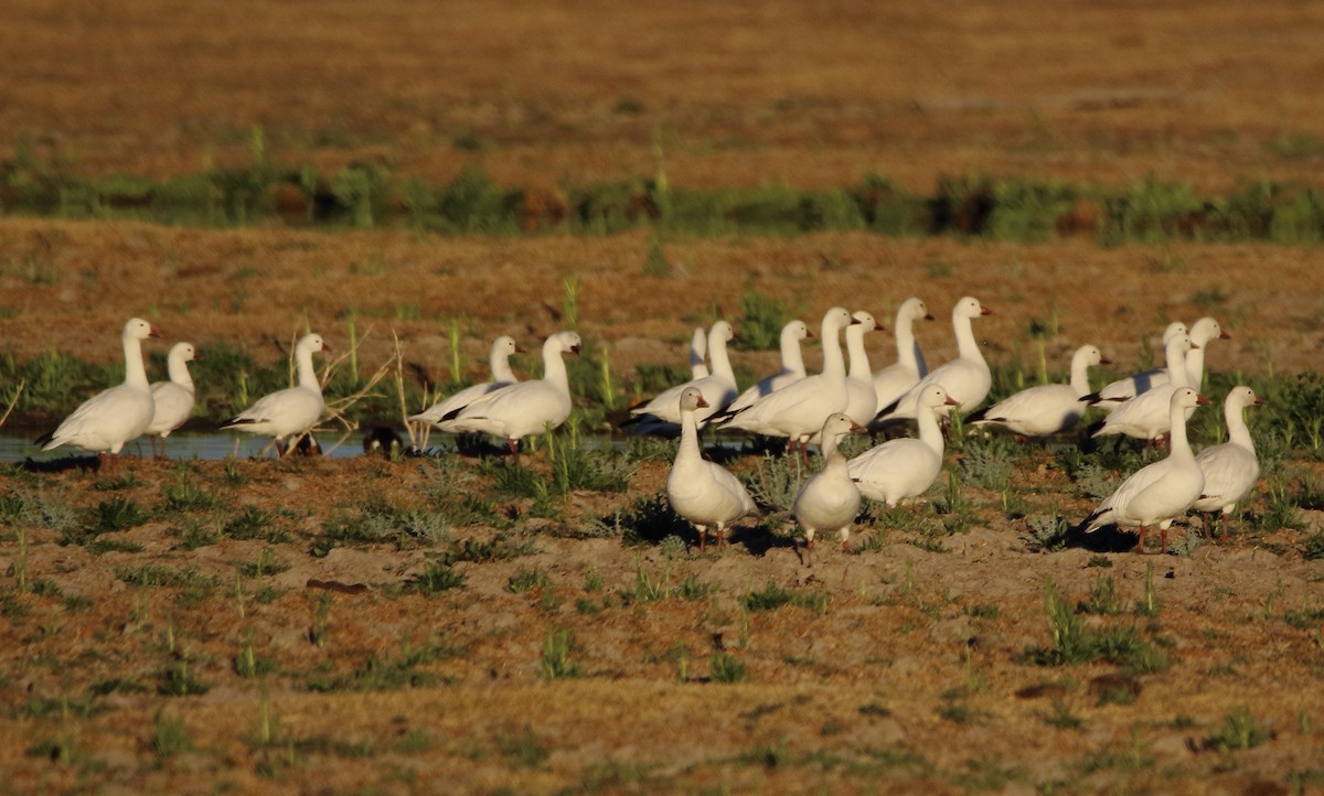 Ross's Goose - ML543401321